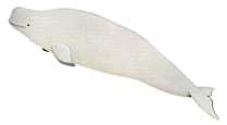beluga.gif
