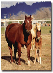 horses1.jpg