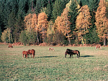 horses2.jpg