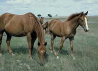 horses3.jpg