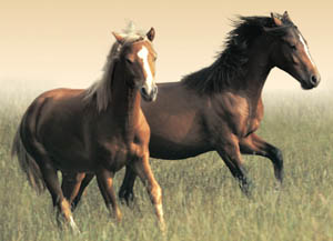 horses4.jpg