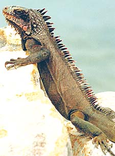 iguana.jpg