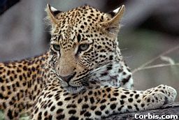 leopard.jpg