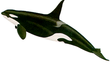 orca.gif