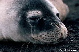 seel.jpg