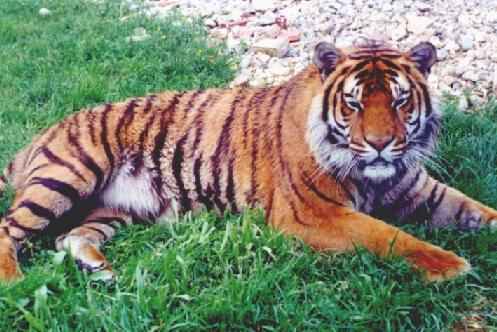 tigar.jpg